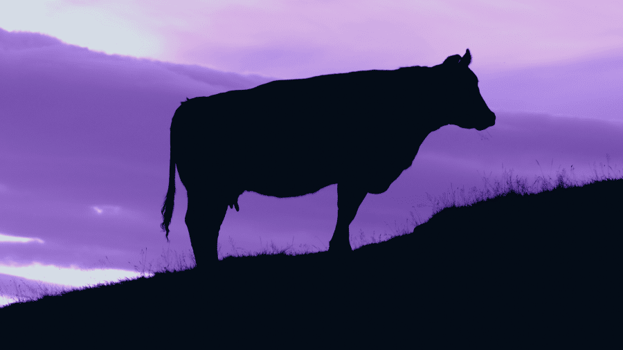 Recruit More Drivers with Your Purple Cow